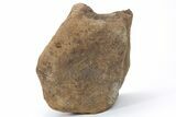 Fossil Triceratops Vertebra Centrum - Montana #210649-2